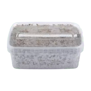 Short Dated Magic Mushroom Grow Kit