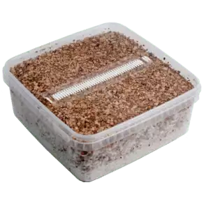 Mondo Grow Kit PES Amazon XL