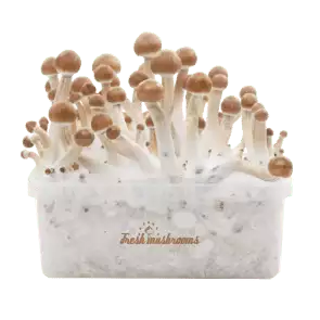 Fresh Mushrooms grow kit B+