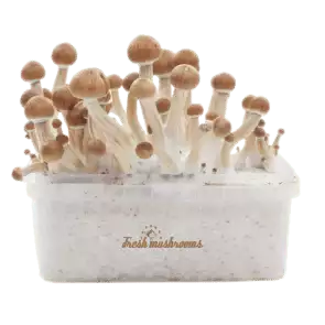 Fresh Mushrooms grow kit Amazon