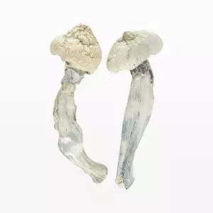 Penis Envy  Magic Mushroom Strain