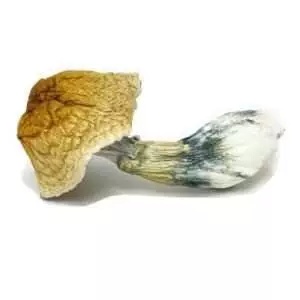 Z-strain Magic Mushroom