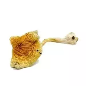 B+ Cubensis Magic Mushroom
