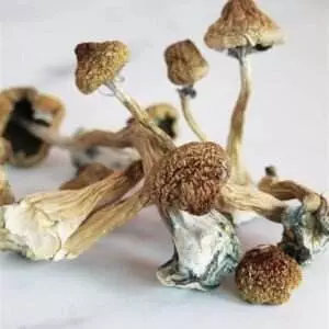 Psilocybe Azurescens Magic  Mushroom