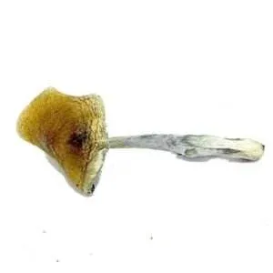 Psilocybe Semilanceata  Magic  Mushroom