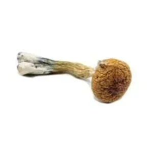 Amazon Magic Mushroom