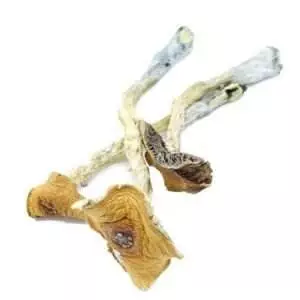 Florida White (F+)  Magic Mushroom