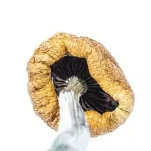 PF Classic Magic Mushroom