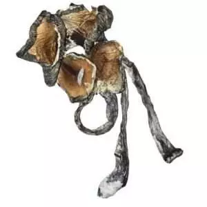 Meanie  Magic Mushrooms